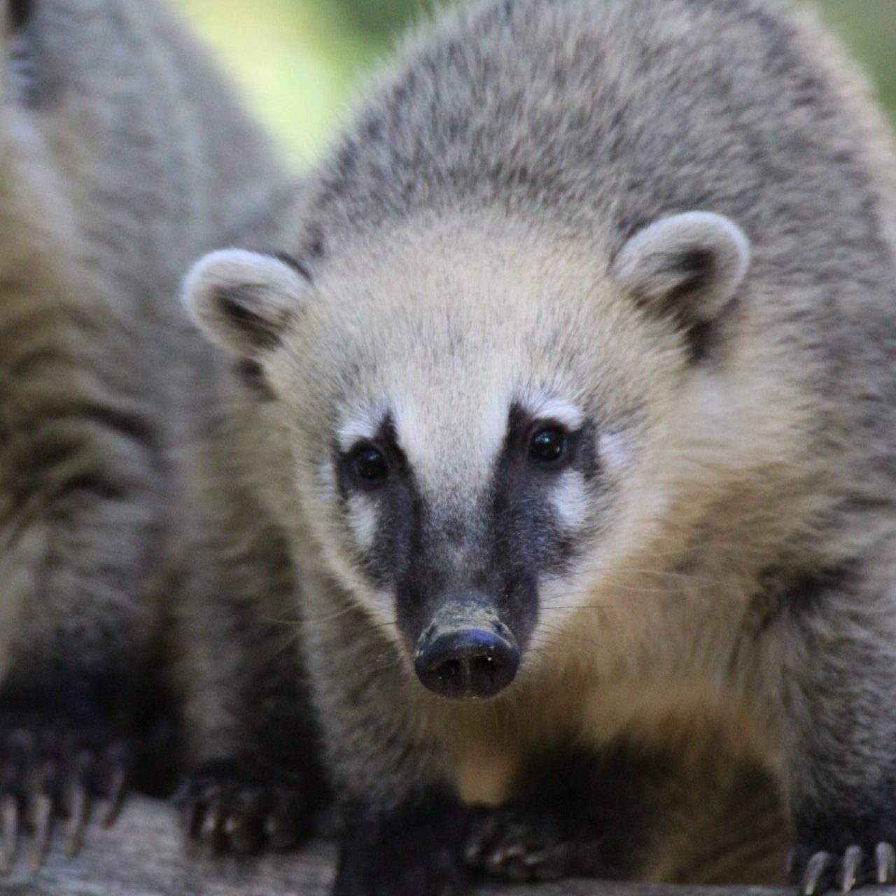 deux coatis roux dans un arbre