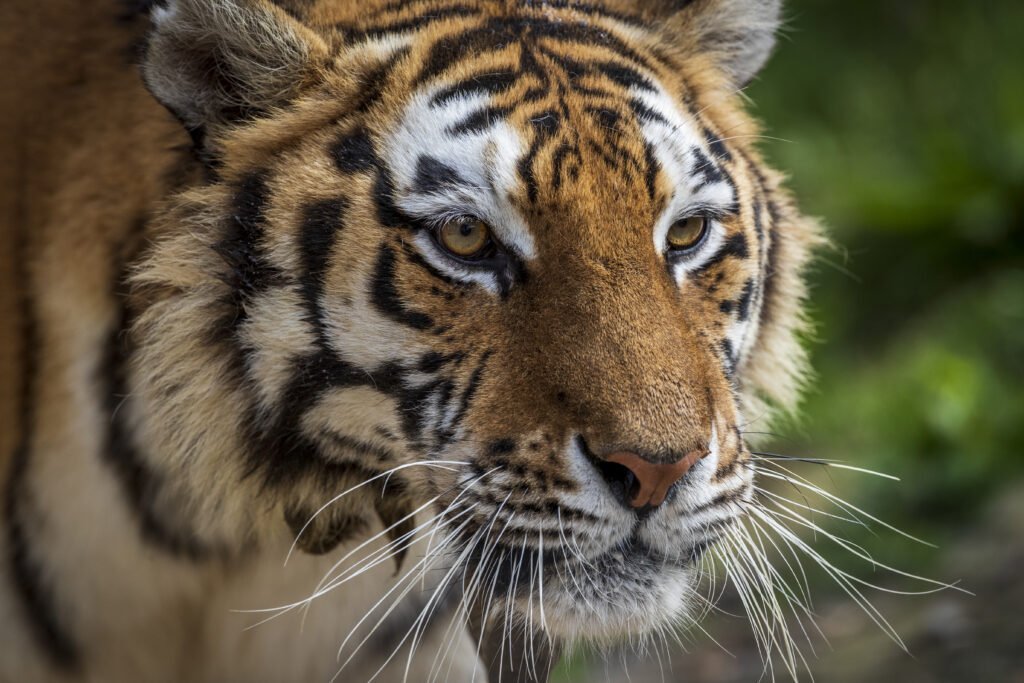 un Tigre de sibérie