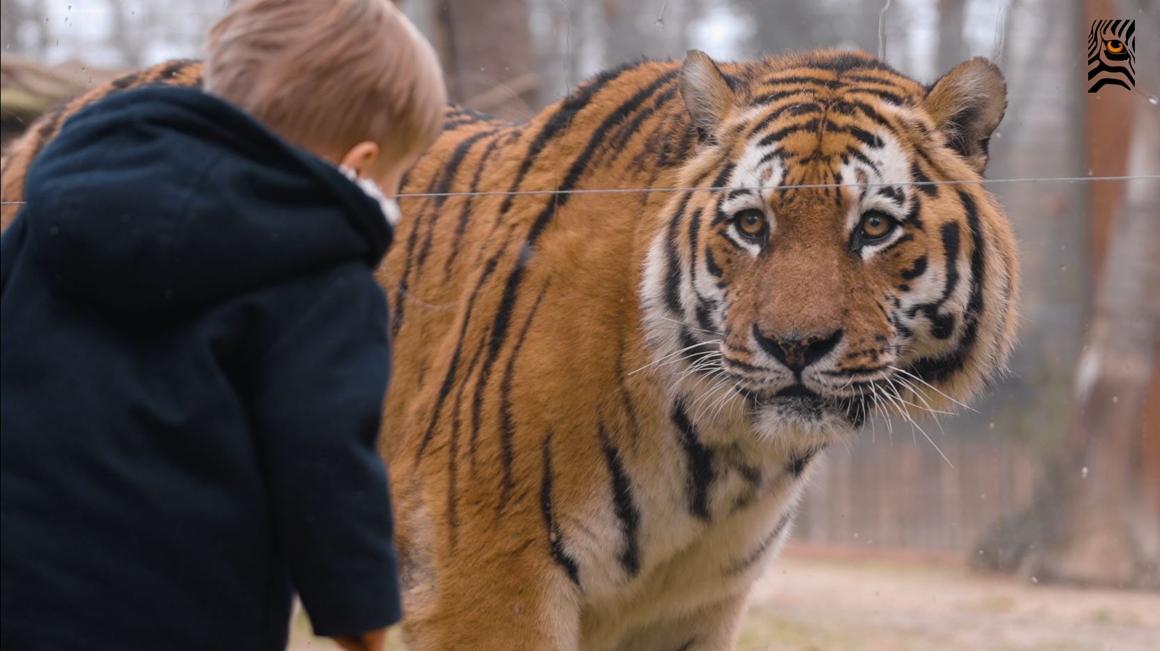 Tigre toulouse enfant