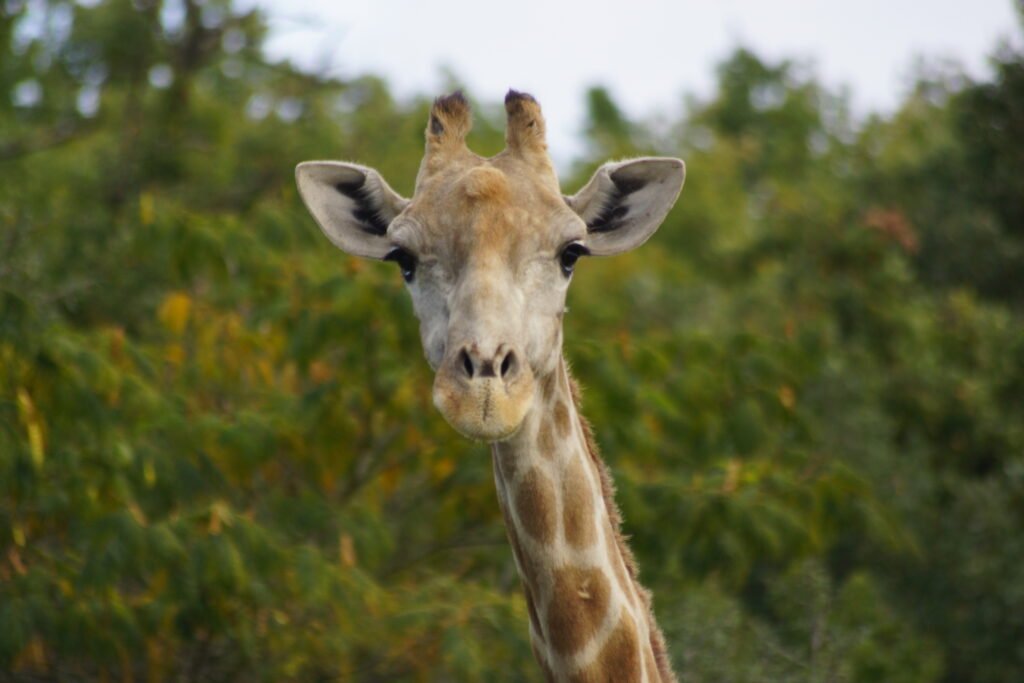 Girafe Angolaise