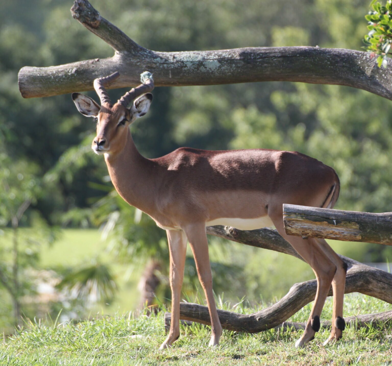 Impala - Zoo African Safari