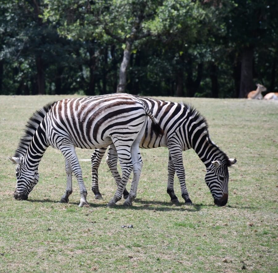 zoo african safari plaisance du touch france