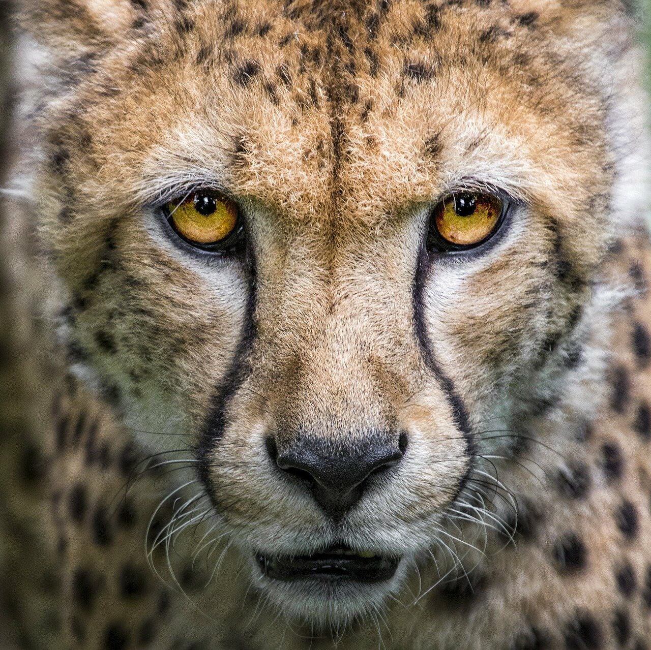 tres gros plan sur un guépard